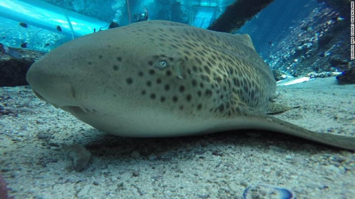 Zebra shark surprises scientists by giving birth without male